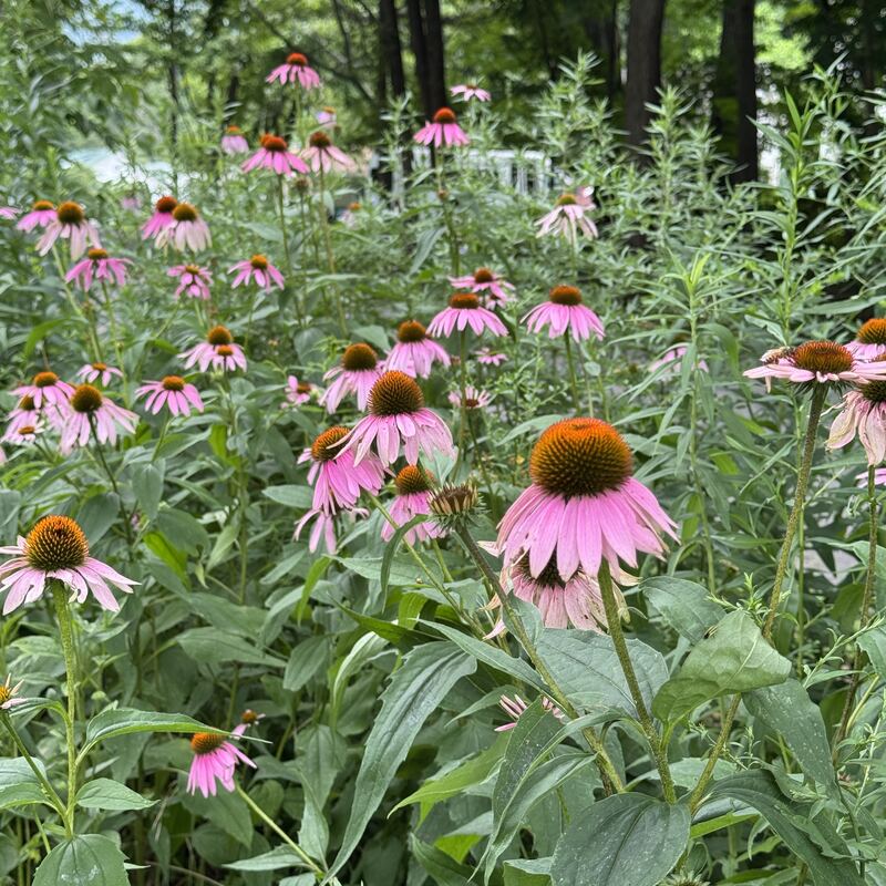 Pink coneflowers blooming in the garden
