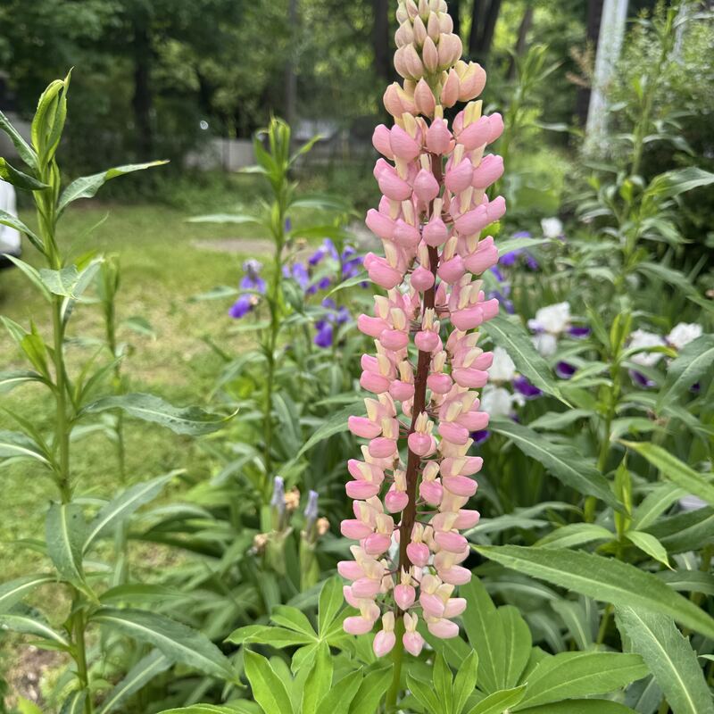 A pink lupine spike blooming in the garden